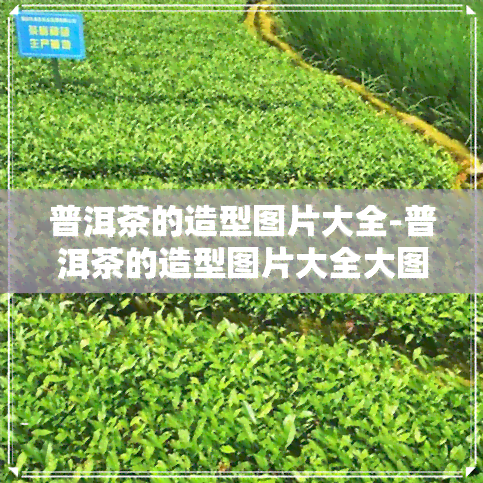 普洱茶的造型图片大全-普洱茶的造型图片大全大图