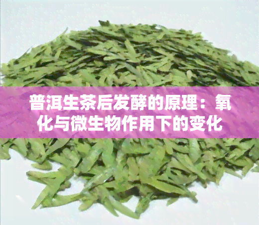 普洱生茶后发酵的原理：氧化与微生物作用下的变化