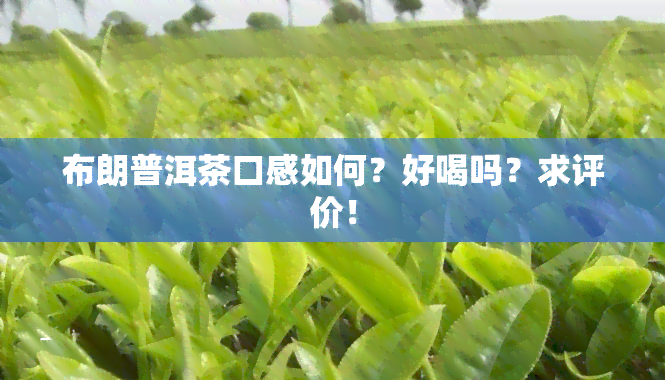 布朗普洱茶口感如何？好喝吗？求评价！