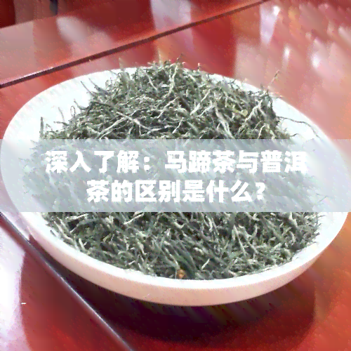 深入了解：马蹄茶与普洱茶的区别是什么？