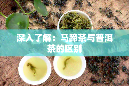 深入了解：马蹄茶与普洱茶的区别