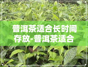 普洱茶适合长时间存放-普洱茶适合长时间存放吗