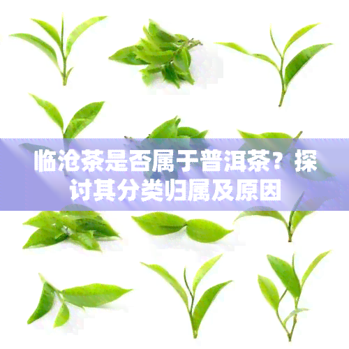 临沧茶是否属于普洱茶？探讨其分类归属及原因