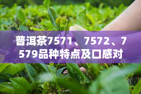 普洱茶7571、7572、7579品种特点及口感对比评测