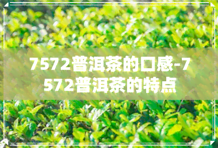 7572普洱茶的口感-7572普洱茶的特点