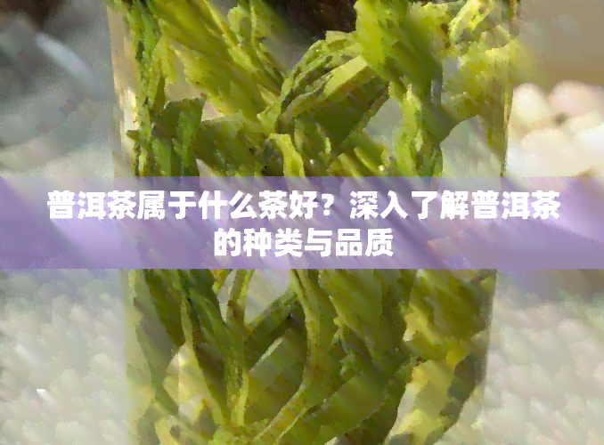 普洱茶属于什么茶好？深入了解普洱茶的种类与品质