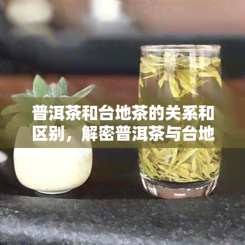 普洱茶和台地茶的关系和区别，解密普洱茶与台地茶：关系与区别全解析