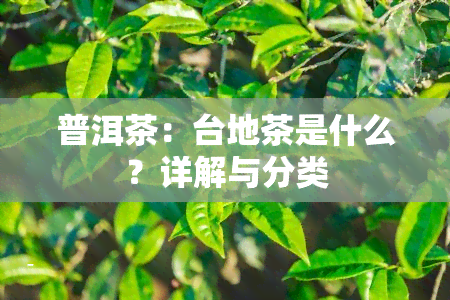 普洱茶：台地茶是什么？详解与分类