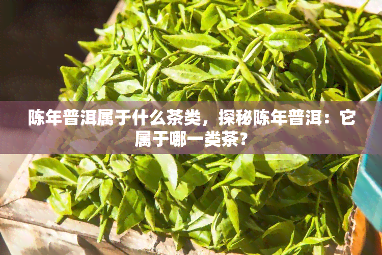 陈年普洱属于什么茶类，探秘陈年普洱：它属于哪一类茶？