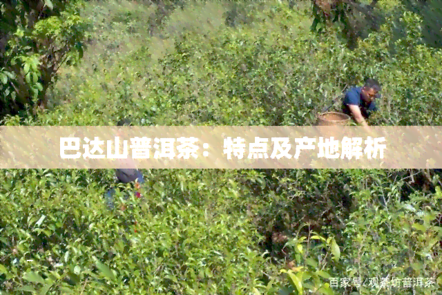 巴达山普洱茶：特点及产地解析