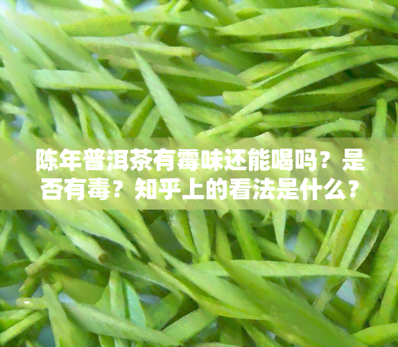 陈年普洱茶有霉味还能喝吗？是否有？知乎上的看法是什么？