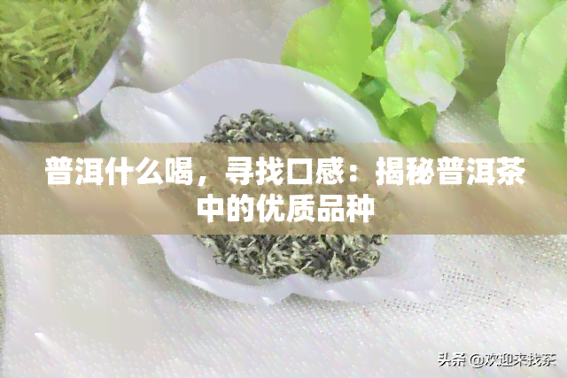 普洱什么喝，寻找口感：揭秘普洱茶中的优质品种