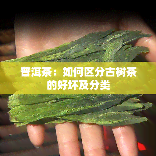 普洱茶：如何区分古树茶的好坏及分类