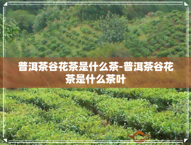 普洱茶谷花茶是什么茶-普洱茶谷花茶是什么茶叶