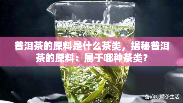 普洱茶的原料是什么茶类，揭秘普洱茶的原料：属于哪种茶类？