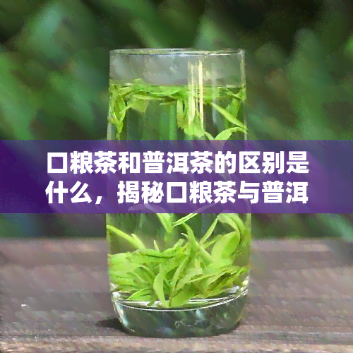 口粮茶和普洱茶的区别是什么，揭秘口粮茶与普洱茶的不同之处