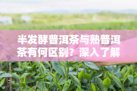 半发酵普洱茶与熟普洱茶有何区别？深入了解两者差异