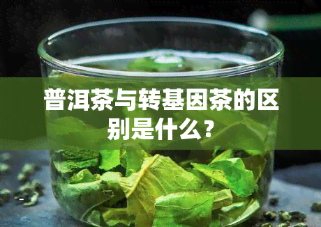 普洱茶与转基因茶的区别是什么？