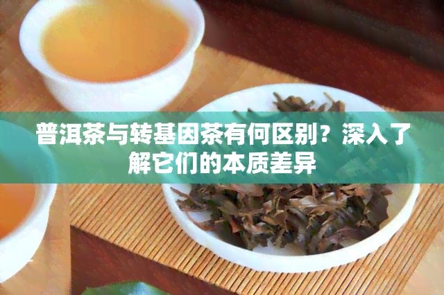 普洱茶与转基因茶有何区别？深入了解它们的本质差异