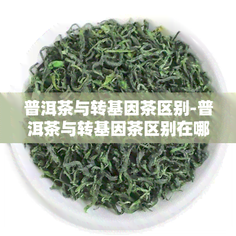 普洱茶与转基因茶区别-普洱茶与转基因茶区别在哪