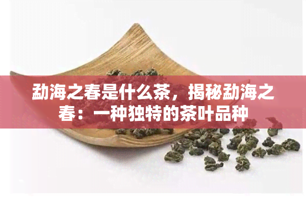 勐海之春是什么茶，揭秘勐海之春：一种独特的茶叶品种