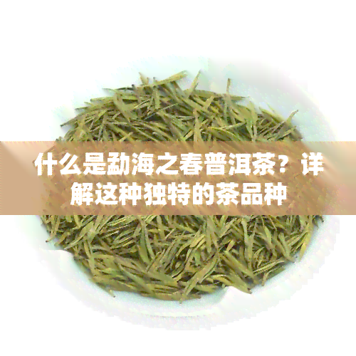 什么是勐海之春普洱茶？详解这种独特的茶品种