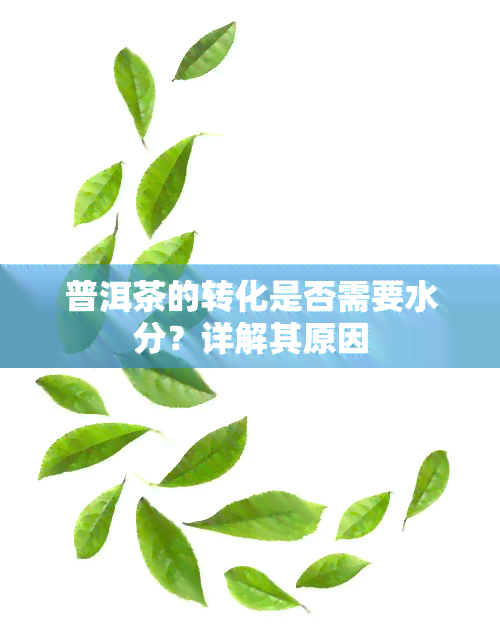 普洱茶的转化是否需要水分？详解其原因