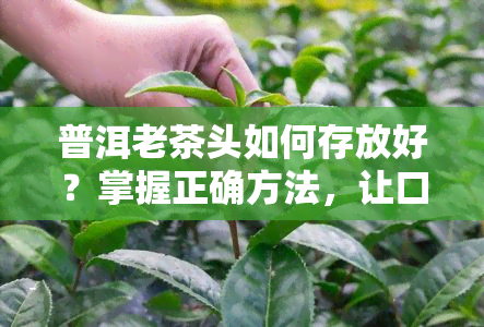 普洱老茶头如何存放好？掌握正确方法，让口感更佳！