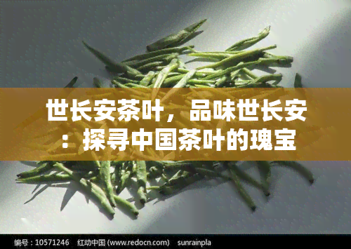 世长安茶叶，品味世长安：探寻中国茶叶的瑰宝