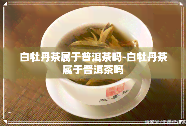 白牡丹茶属于普洱茶吗-白牡丹茶属于普洱茶吗