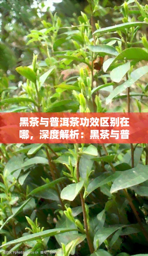 黑茶与普洱茶功效区别在哪，深度解析：黑茶与普洱茶的六大功效差异