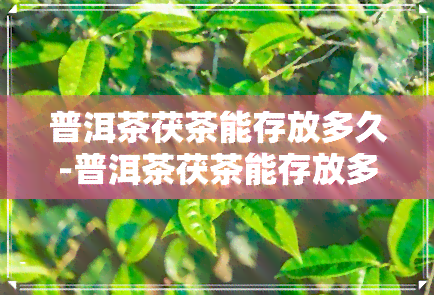 普洱茶茯茶能存放多久-普洱茶茯茶能存放多久啊