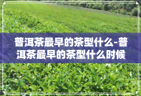 普洱茶最早的茶型什么-普洱茶最早的茶型什么时候出现