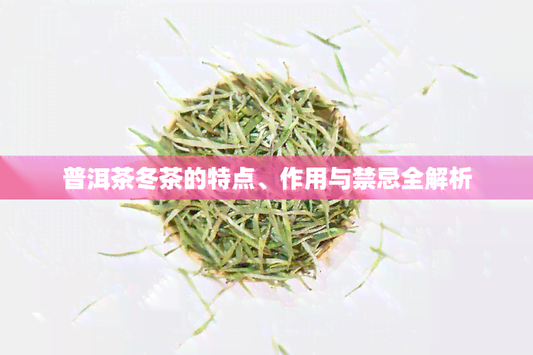 普洱茶冬茶的特点、作用与禁忌全解析