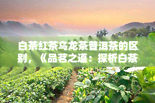 白茶红茶乌龙茶普洱茶的区别，《品茗之道：探析白茶、红茶、乌龙茶和普洱茶的区别》