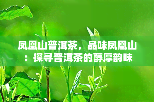 凤凰山普洱茶，品味凤凰山：探寻普洱茶的醇厚韵味