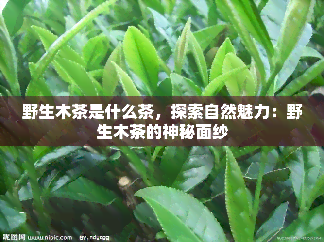 野生木茶是什么茶，探索自然魅力：野生木茶的神秘面纱