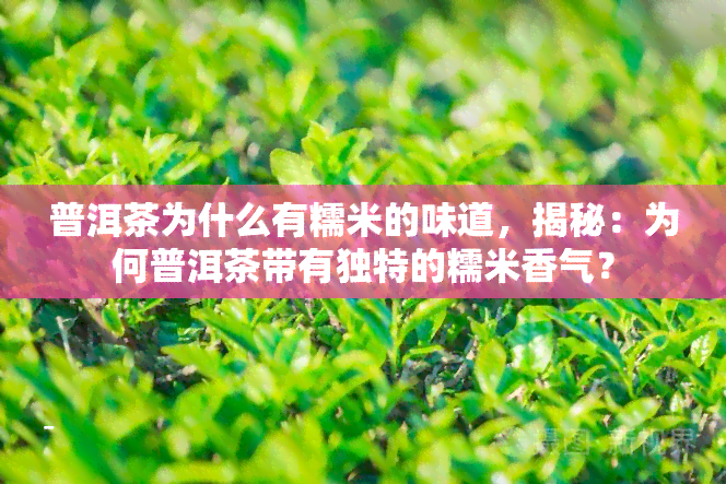 普洱茶为什么有糯米的味道，揭秘：为何普洱茶带有独特的糯米香气？