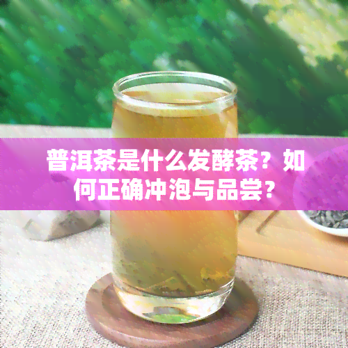 普洱茶是什么发酵茶？如何正确冲泡与品尝？