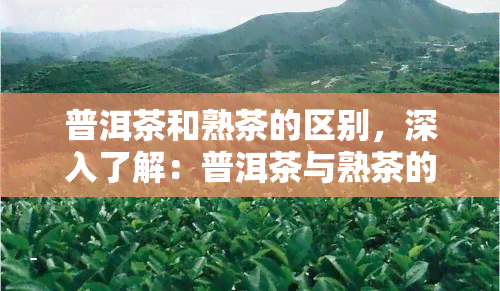 普洱茶和熟茶的区别，深入了解：普洱茶与熟茶的区别