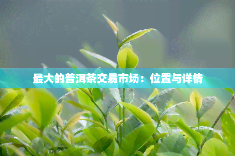 更大的普洱茶交易市场：位置与详情