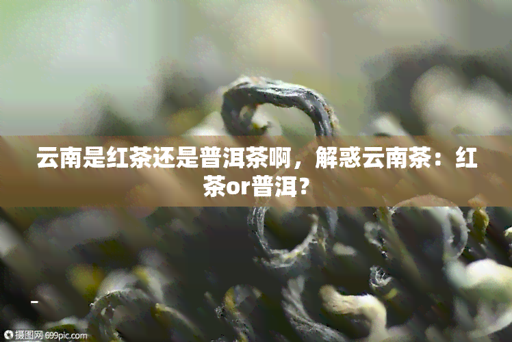 云南是红茶还是普洱茶啊，解惑云南茶：红茶or普洱？