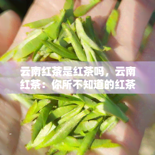 云南红茶是红茶吗，云南红茶：你所不知道的红茶种类之一