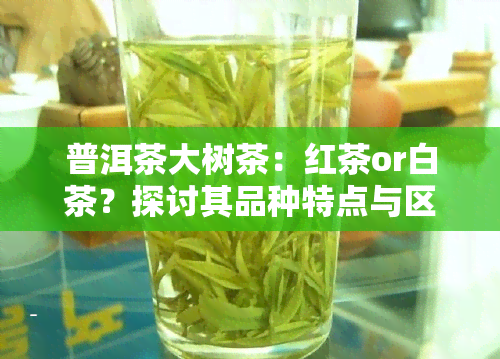 普洱茶大树茶：红茶or白茶？探讨其品种特点与区别