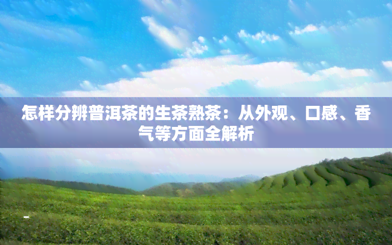 怎样分辨普洱茶的生茶熟茶：从外观、口感、香气等方面全解析