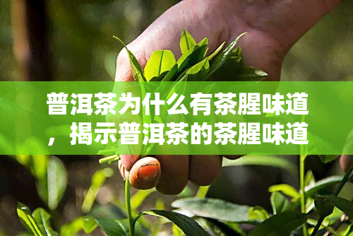 普洱茶为什么有茶腥味道，揭示普洱茶的茶腥味道：原因解析与解决办法