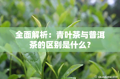 全面解析：青叶茶与普洱茶的区别是什么？