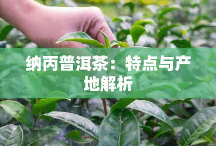 纳丙普洱茶：特点与产地解析