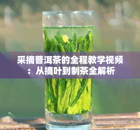 采摘普洱茶的全程教学视频：从摘叶到制茶全解析