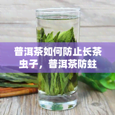 普洱茶如何防止长茶虫子，普洱茶防蛀：有效方法与注意事